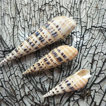10-12 cm prírodné conch škrupiny ryby nádrž akvárium j terénne domov módy dekorácie bambusu slimák